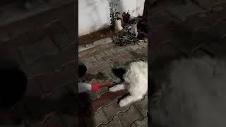 Dog Training | trained Dogs | Playing Dog | Dogtraining #Dogbreeds #dogvedios #shorts #junaidshaik