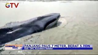 Paus 5 Ton Terdampar di Sungai Ogan Komering Ulu, Sumsel - BIP 26/01