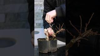 How to Create Drastic Bends in Bonsai