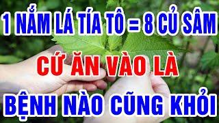 Biết Mà Nấu Sớm LÁ TÍA TÔ Với Thứ Này Bách Bệnh Tiêu Tan, Sạch Gan Sạch Ruột, Càng Ăn Càng Sống Thọ