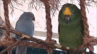 Zahme Papageien und Ziervögel stellen sich zur Schau