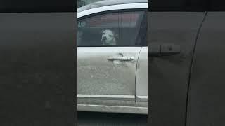 Пожалуй это лучшая автосигнализация в мире.