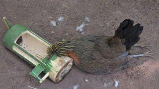 making awesome bamboo trap for catching wild chicken in the forest