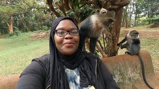 Monkey tries to snatch my purse!!! Nairobi city park