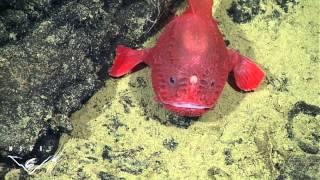 Fishing in the deep: observations of a deep-sea anglerfish