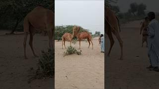 Male camel and female camel love with each other #sorts