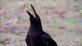 Black Currawong call up close