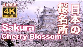 4K Japan Cherry Blossom Spots(sakura)日本の桜名所 絶景 京都 Kyoto 吉野山 弘前公園 上野公園 新宿御苑 姫路城 千鳥ヶ淵 花見 満開 観光 旅行