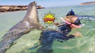 Snorkelling with wild Seals and Dolphins  Baird Bay SA