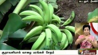 Banana plantation affected due to heavy rain in Koodalur, Nilgiri