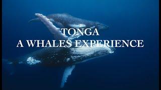 Tonga a whales experience (in Ha'apai)