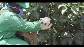 Inside Kakuzi: Harvesting Avocado At Kakuzi