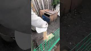 Каждое утро в нашем заведении начинается одинаково  #изгородавдеревню #деревня #hamlet