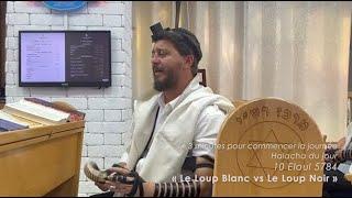 3MN DE TORAH POUR COMMENCER LA JOURNÉE - LE LOUP BLANC VS LE LOUP NOIR