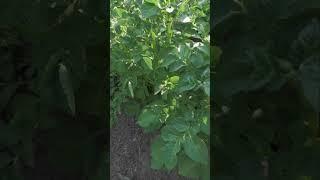 Полив картофеля для большого урожая. Уход за картошкой во время цветения #shorts