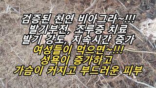 노부부가 산에서 이것을 캐먹더니 변강쇠 옹녀가 되어 밤마다 동네사람들 잠을 못자게 한답니다