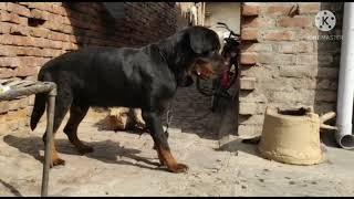  Adult Rottweiler male  KCi registered with paper  for sales