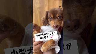 小型犬チワックスが居る暮らし