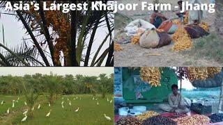 Pakistan's Largest Khajoor Farm Jhang