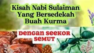 Kisah nabi sulaiman berbicara sama seekor semut.