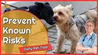 Keeping Your Pet Healthy and Avoiding Deadly Diseases - Daily Pet Tips