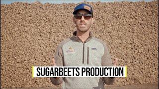 Amazing How To Harvest And Storage Sugar Beets - ShayFarmKid Series, Episode 5