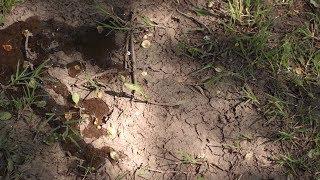 How Los Angeles Dried Up Owens Valley’s ‘Indian Ditches’ | Tending Nature | KCET