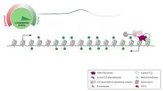 How transcription delivers epigenetic silencing