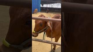 ￼sahiwal desi cow #kesariya #arijitsingh #song #viral #trendingshorts