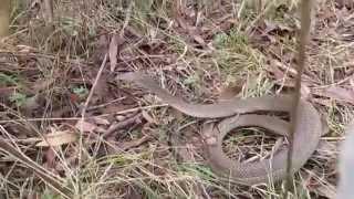 Snake man shows how to release venomous snakes in Melbourne