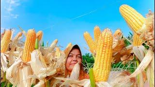 Cara Menanam Jagung dari Awal Sampai Panen