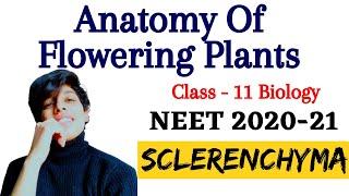 SCLERENCHYMA - Anatomy Of Flowering Plants Class 11 | NEET 2020-21