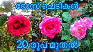 Rose Plants | 20 രൂപ മുതൽ | Panikker Moola Nursery | Jobin Magic World