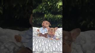 ФРАНЦУЗСКИЙ БУЛЬДОГ  Big Rope? Конечно. Rojo Tan? Естественно. Перлы на шее? Без вопросов. 