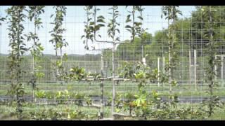 River Road Farms   An Espaliered Tree Nursery Tour