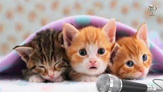 Lagu Anak NINA BOBO Versi Anak Kucing Lucu | Dunia Kucing TV