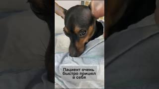 Лечение переломов любой сложности с 100% гарантией в ветеринарной клиники ВетАМ-СВ (VETAM-SV)