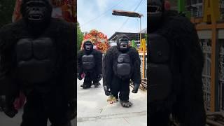 Dua kingkong berjalan didepan singa depok