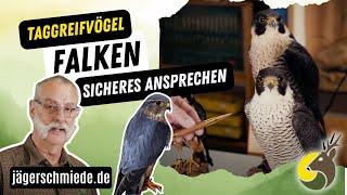 Taggreifvögel - Falken! Vorbereitung auf deine Jagdprüfung!