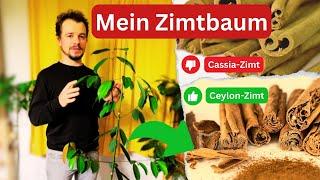 Ceylon Zimt Baum… Erfahrungsbericht zu diesem seltenen Tropenbaum