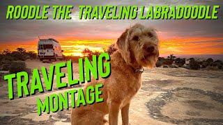 Roodle The Traveling LabraDoodle Montage... as requested by his FANS!!