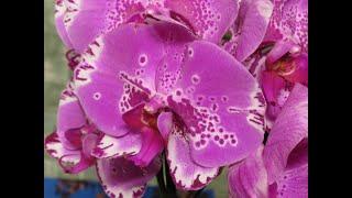 Обзор завоза орхидей в Евроопт!!!Прекрасные цены!