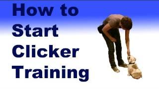 How to start clicker training your dog