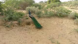 beautiful peacock in green desert