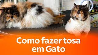 Como fazer tosa em gato - Jr Borja