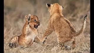 Lion Cubs Playing Sound Effects  