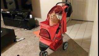 I Bought A Pet Stroller For My Cat! (thats right... i've gone full cat mom!)