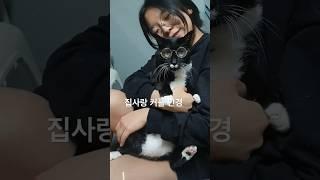 커플템 해주는 #이남탄 #고양이 #코리안쇼트헤어