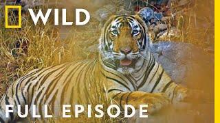 The Mystery of India's Elusive Big Cats (Full Episode) | Big Cat Kingdom