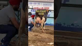 Pdfa mela 2025 cow  milking time #farming #pdfa #cow